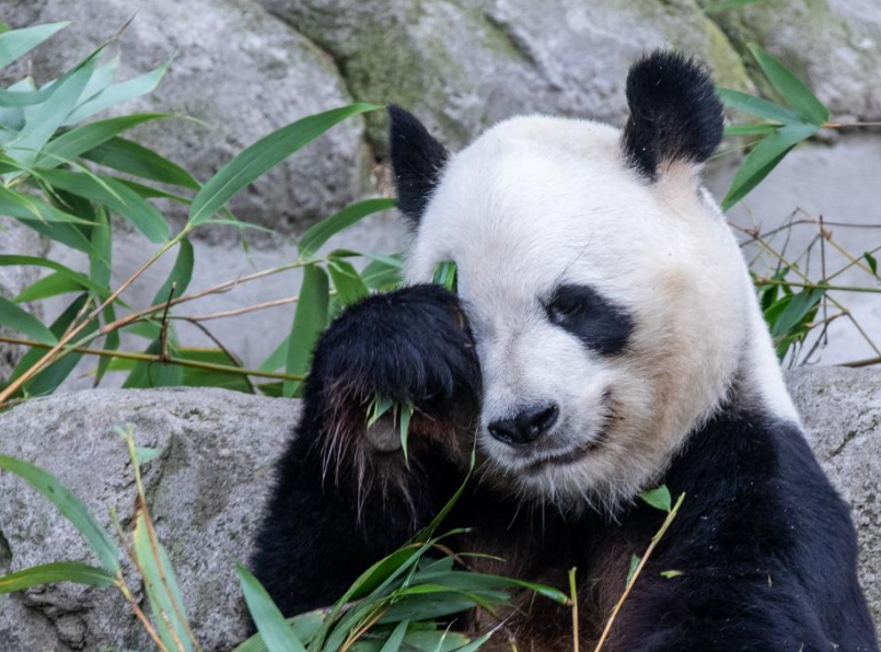 Twin giant panda cubs born in Madrid "fine, healthy"